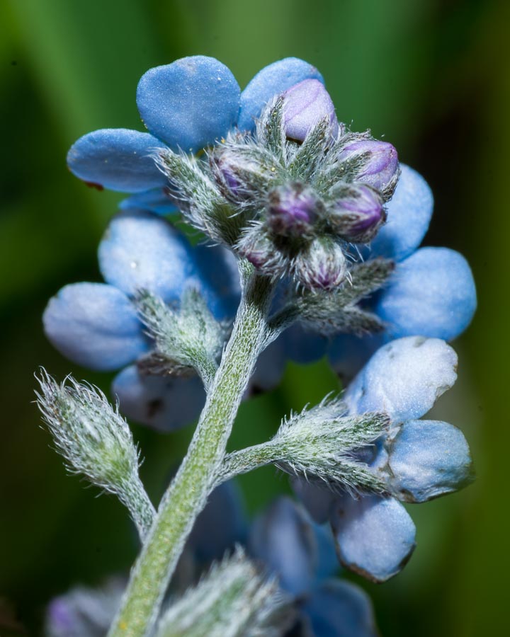 Myosotis alpestris / Nontiscordardim alpino